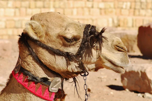 Camel Wadi Rum Jordan Mientras Que Principal Fuente Ingresos Para —  Fotos de Stock