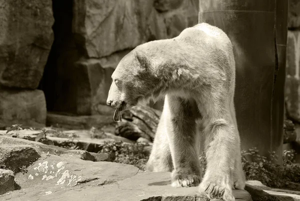 Polar Bear Ursus Maritimus Bear Native Largely Arctic Circle Encompassing — Stock Photo, Image