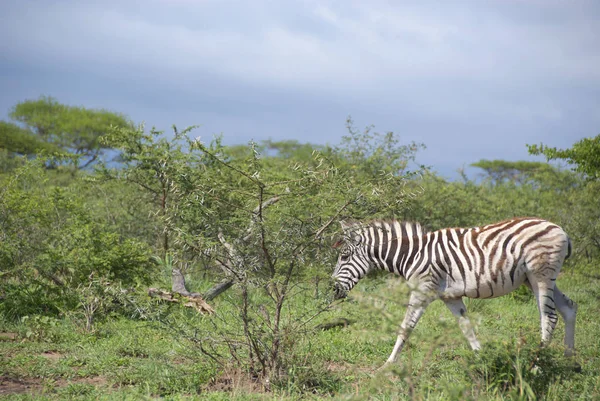 Zebras Afrikanska Motsvarigheter Mest Kända För Sina Distinkta Svarta Och — Stockfoto