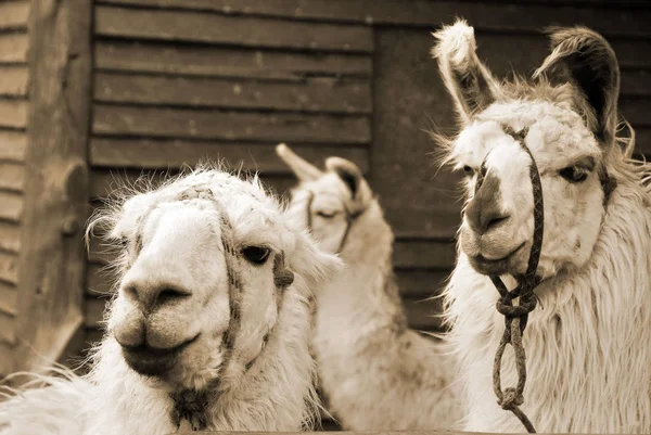 Chaten Argentina Llama Lama Glama South American Camelid Widely Used — Stock Photo, Image