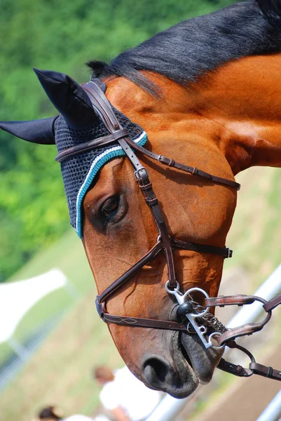 Retrato Cabeça Cavalo — Fotografia de Stock