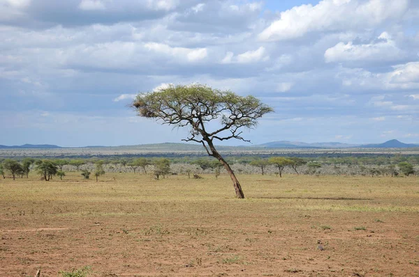Serengeti Ulusal Parkı Ndaki Afrika Manzarası Tanzanya — Stok fotoğraf