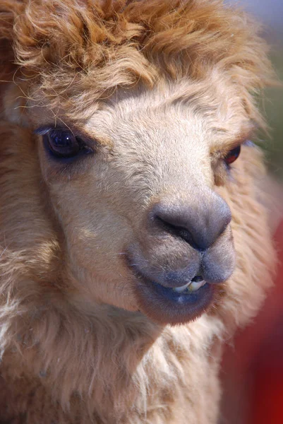 アルパカ Alpaca Vicugna Pacos 南米のラクダ科の家畜種である 見た目は小さなラマに似ています — ストック写真