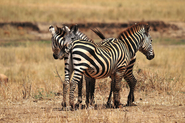 Zebras in Serengeti, Tanzania. The Serengeti hosts the largest mammal migration in the world, which is one of the ten natural travel wonders of the world.