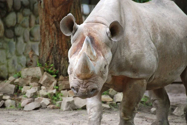 Чёрный Носорог Diceros Bicornis Вид Носорога Обитающий Восточной Центральной Частях — стоковое фото