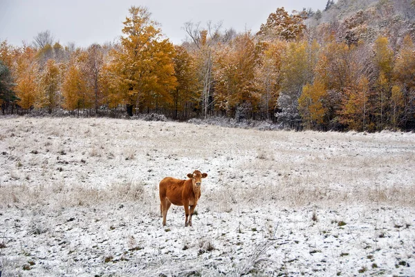 Ganado Limousin Una Raza Ganado Vacuno Altamente Musculoso Originario Las — Foto de Stock