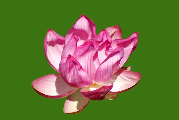 Цветок Лотоса Nelumbo Nucifera Известный Многими Именами Включая Indian Lotus — стоковое фото