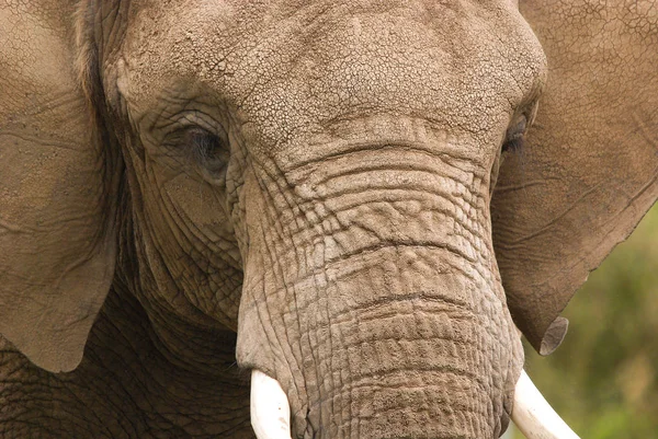 Elefante Africano Parque — Fotografia de Stock