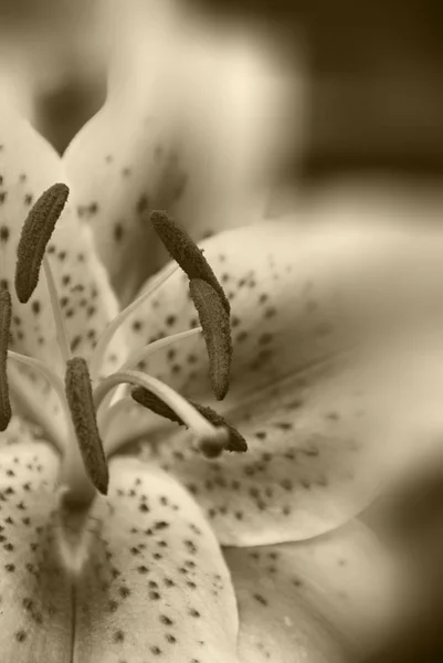 Lilium Est Genre Plantes Herbacées Poussant Partir Bulbes Plupart Des — Photo