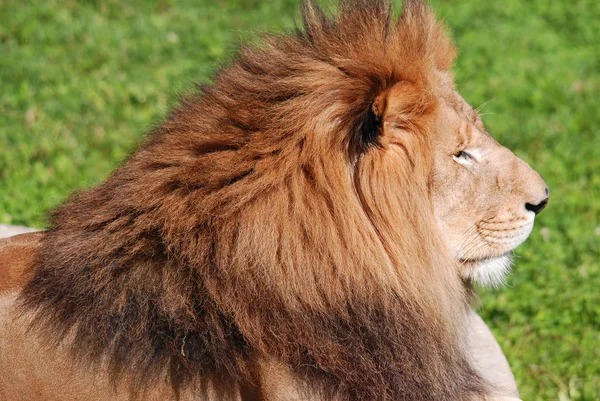 León Uno Los Grandes Felinos Del Género Panthera Miembro Familia —  Fotos de Stock