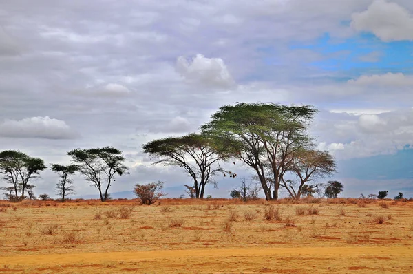 Widok Afrykańską Równinę Kenii Amboseli Park Naturalny — Zdjęcie stockowe