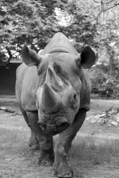 Zwarte Neushoorn Dierentuin — Stockfoto