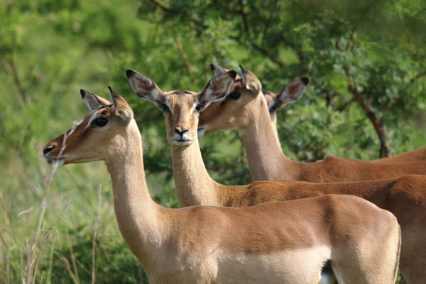 Impaly Národním Parku Serengeti Tanzanii — Stock fotografie