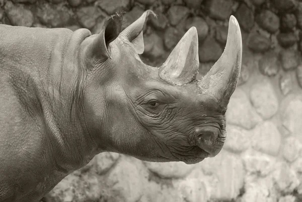Rinoceronte Preto Zoológico — Fotografia de Stock