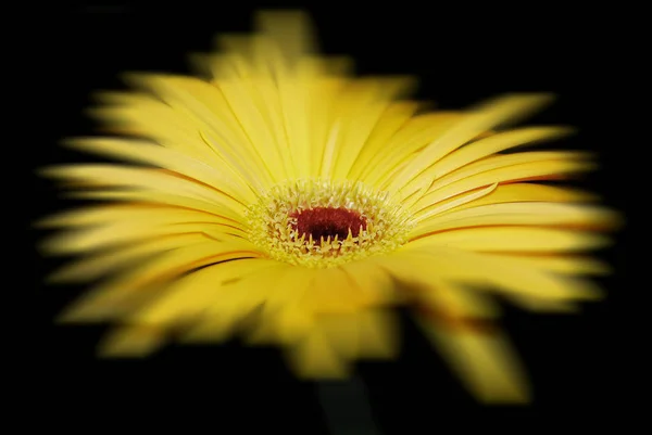 Piękny Gerbera Kwiat Czarnym Tle — Zdjęcie stockowe