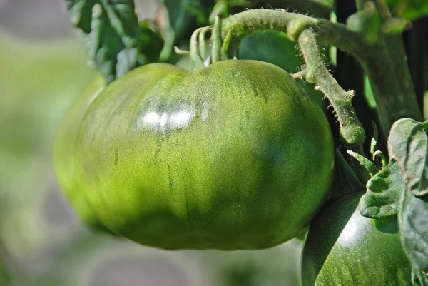 Grön Tomat Trädgården Nära Håll — Stockfoto