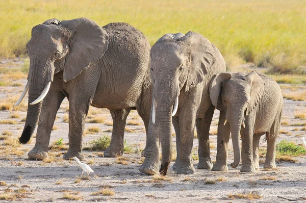 Elefanten Kajiado District Rift Valley Province Kenia Das Ökosystem Das — Stockfoto