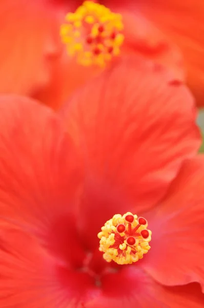 Красивые Красные Цветы Саду — стоковое фото