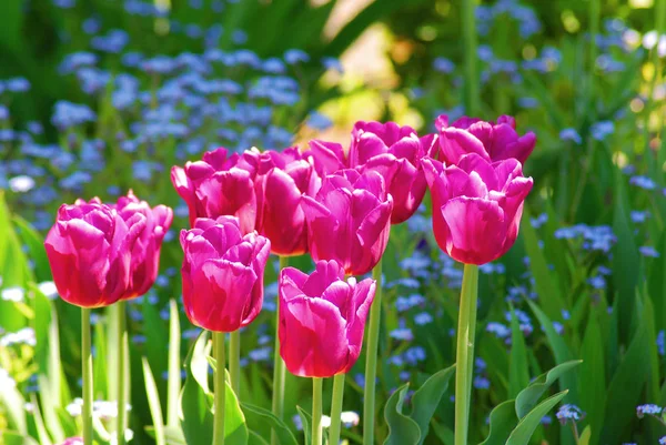 Tulipa Uma Planta Bulbosa Perene Com Flores Vistosas Gênero Tulipa — Fotografia de Stock