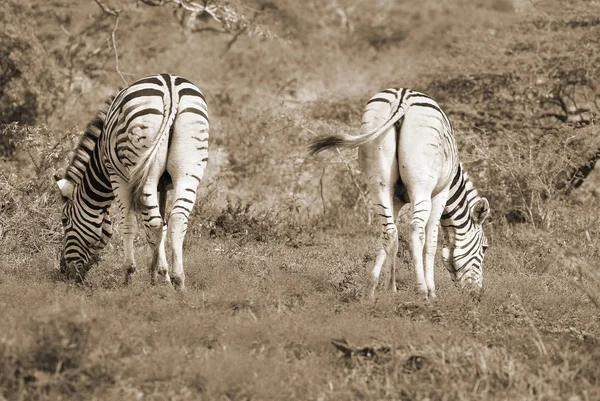 Zebras Sind Afrikanische Einhufer Die Besten Für Ihre Charakteristischen Schwarzen — Stockfoto