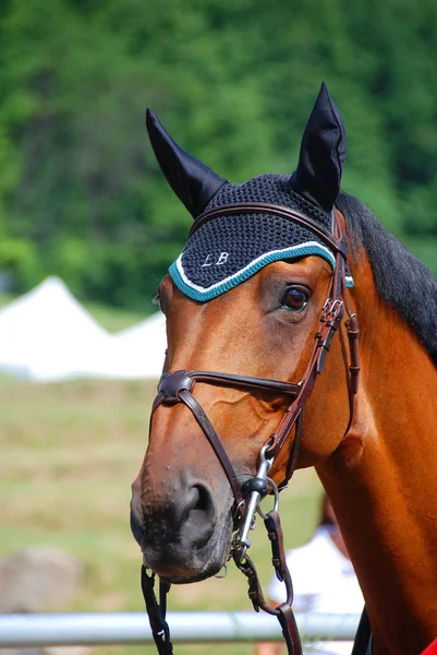 Retrato Cabeça Cavalo — Fotografia de Stock