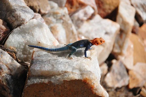 Lagarto Pequeño Sobre Piedra Rocosa —  Fotos de Stock