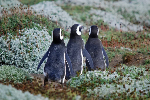 洪堡企鹅 Humboldt Penguin 又称秘鲁企鹅 Peru Penguin 是一种南美洲企鹅 在秘鲁和智利沿海繁殖 — 图库照片