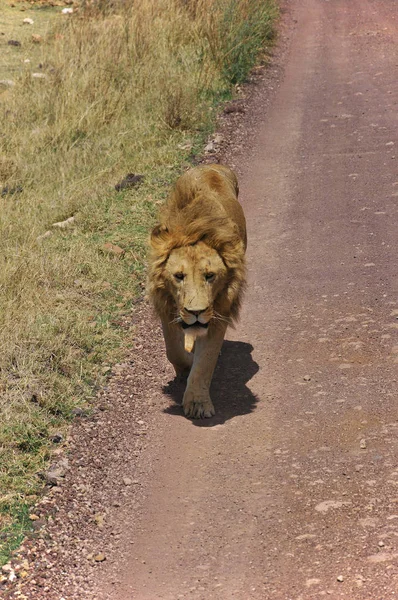 Leonessa Del Serengeti Ospita Più Grande Migrazione Mammiferi Del Mondo — Foto Stock