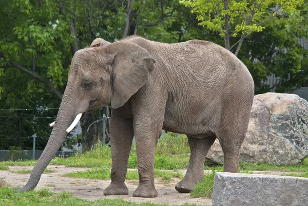 Elefante Africano Parque — Foto de Stock