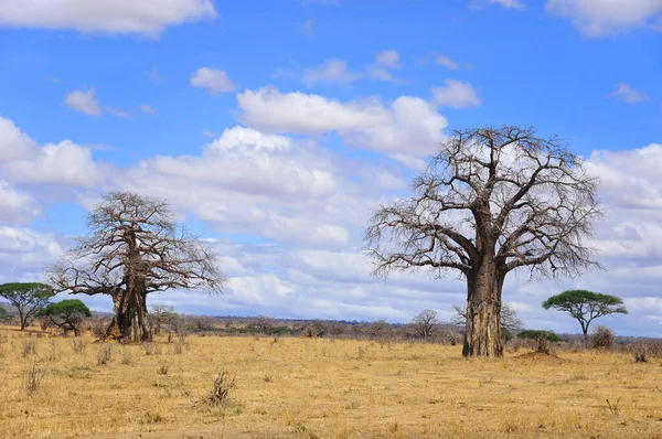 Baobab Boaboa Şişe Ağacı Ters Dönmüş Ağaç Tarangire Ulusal Parkı — Stok fotoğraf