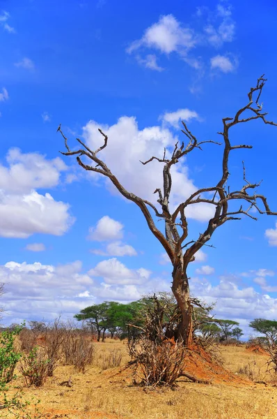 Baobab Boab Boaboa Bottle Tree Upside Tree Monkey Bread Tree — Stock Photo, Image