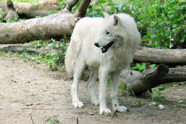 Arctic Wolf Una Subespecie Del Lobo Gris Mamífero Familia Canidae — Foto de Stock