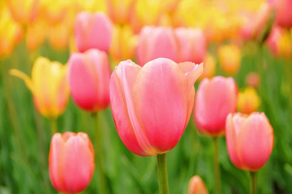 Beautiful Pink Tulips Garden — Stock Photo, Image