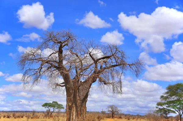 Der Tarangire Nationalpark Ist Nach Ruaha Serengeti Mikumi Katavi Und — Stockfoto