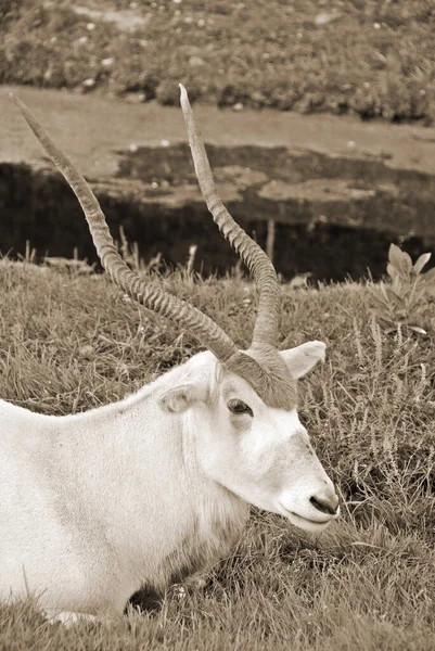 Scimitar Oryx Рогатая Саймитарами Орикс Орикс Сахары Вид Орикса Широко — стоковое фото