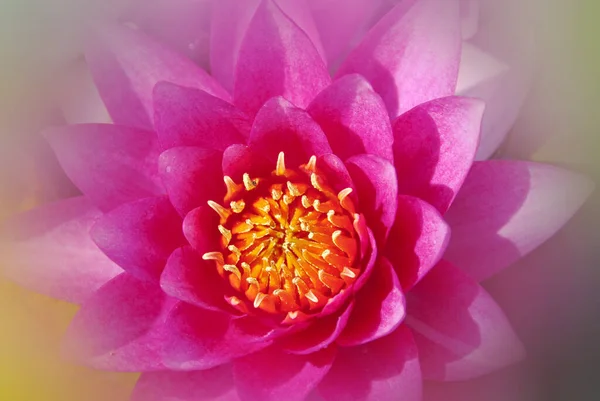 Fleur Lotus Rose Sur Fond — Photo