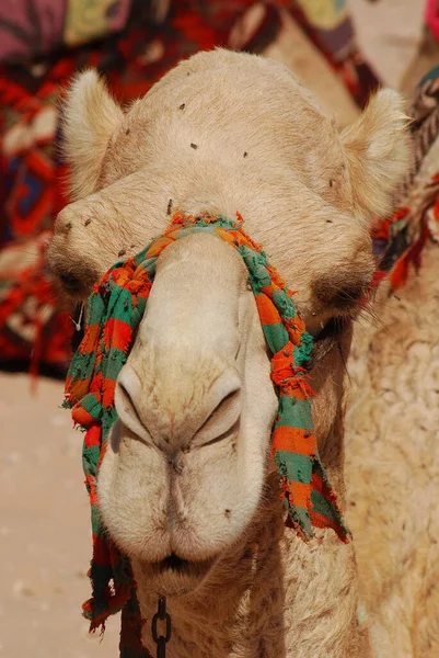 Cammello Ungulato Appartenente Genere Camelus Che Porta Sulla Schiena Depositi — Foto Stock