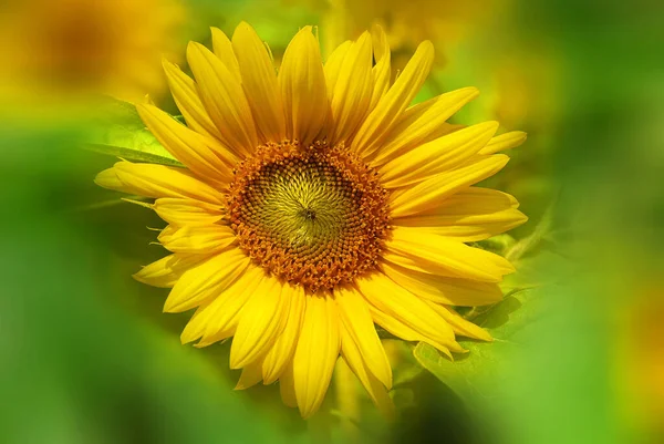 ひまわりはアメリカ原産の年間植物です 大きな花序を持つ ひまわりは その巨大な燃えるような花からその名前を得ました その形状や画像は 多くの場合 太陽を描くために使用されます — ストック写真