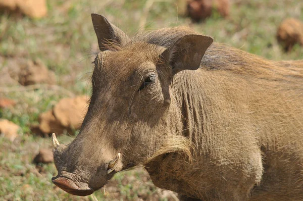 Phacochoerus Suidae Familyasından Bir Yaban Domuzu Cinsidir Alt Familya Phacochoerinae — Stok fotoğraf