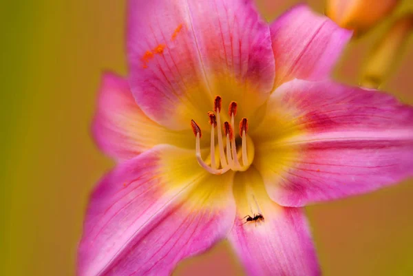 Lilium Otçul Çiçekli Bir Bitki Cinsidir Çoğu Tür Ilıman Kuzey — Stok fotoğraf