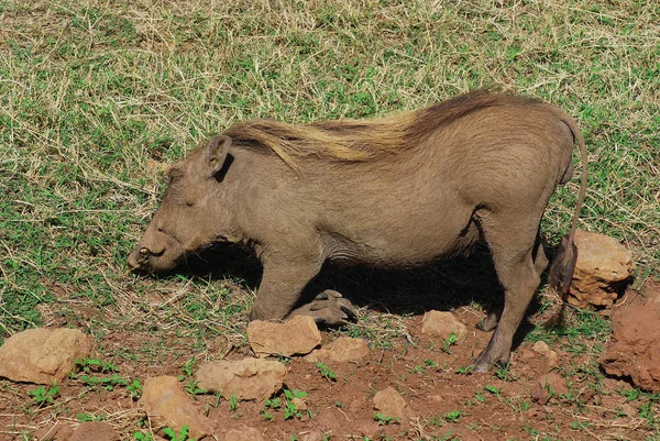 WarthogまたはCommon Warthog Phacochoerus Africanus サハラ以南のアフリカの草原 サバンナ 森林地帯に住むブタ科の野生種である — ストック写真