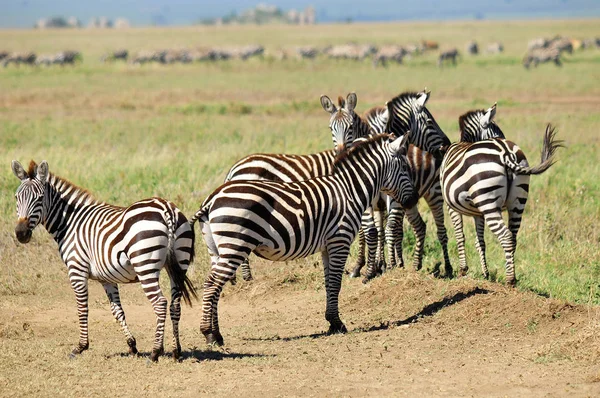 Zebry Serengeti Tanzania Serengeti Jest Gospodarzem Największej Migracji Ssaków Świecie — Zdjęcie stockowe