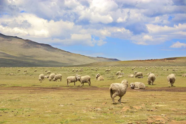 Lesotho Afrika Koyunlu Tarla — Stok fotoğraf