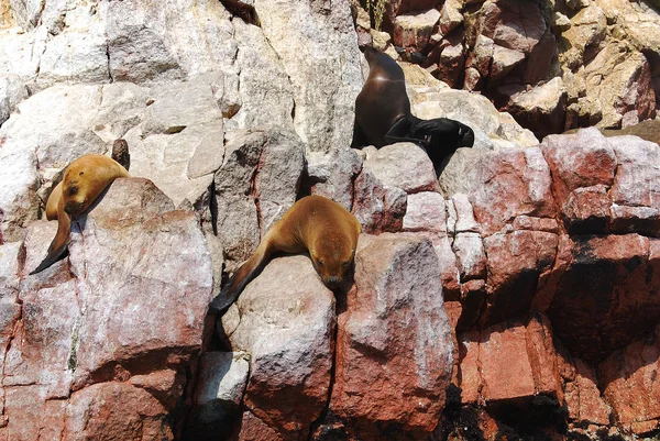 Oiseaux Aquatiques Réserve Nationale Paracas Des Galapagos Péruviens Dans Réserve — Photo