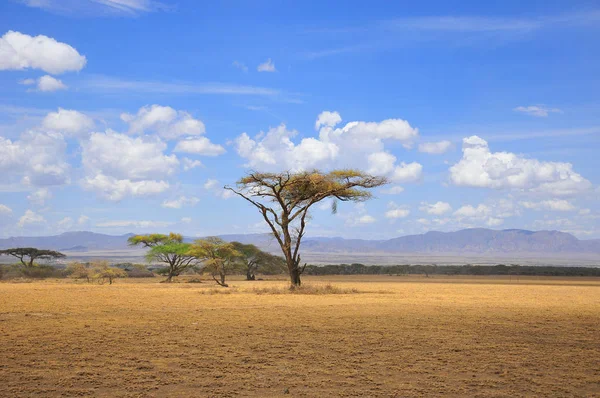 Árvore Grande Acácia Nas Planícies Abertas Savana Masai Mara Quênia — Fotografia de Stock
