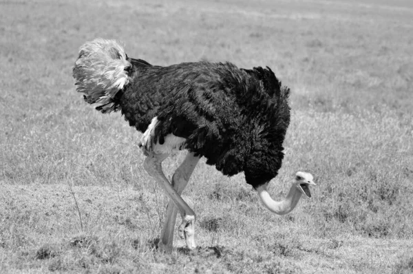 Devekuşu Afrika Özgü Bir Iki Büyük Uçamayan Kuş Türüdür Struthio — Stok fotoğraf
