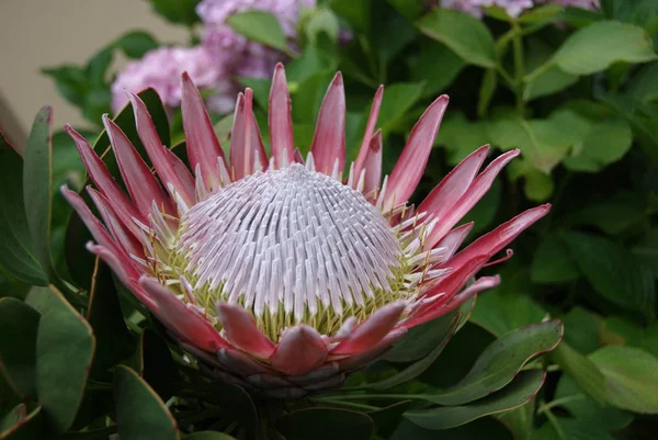 Grande Flor Jardim Verde — Fotografia de Stock