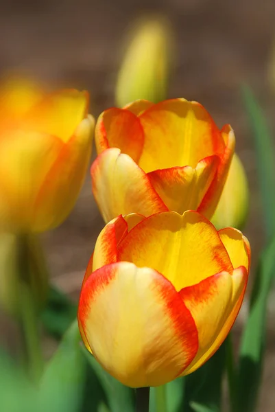 Группа Цветущих Луковиц Тюльпана Весной — стоковое фото
