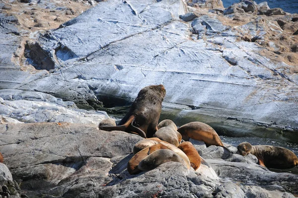 Sea Lions Cormorants Beagle Channel Est Détroit Séparant Les Îles — Photo