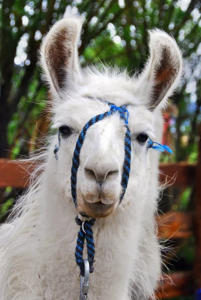 El Chaten Arjantin (Lama gma), Andean kültürleri tarafından İspanyol öncesi dönemlerden beri et ve yük hayvanı olarak kullanılan Güney Amerika 'lı bir camelid..
